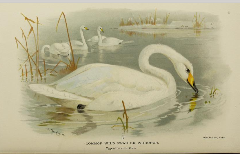 common wild swan or whooper from Coloured Figures